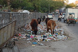 250px-Jaipur_cows_eating_trash
